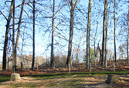 Tree Removal Services in Charlottesville, VA